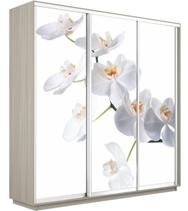 Шкаф Экспресс 2400х600х2400, Орхидея белая/шимо светлый в Советском - изображение